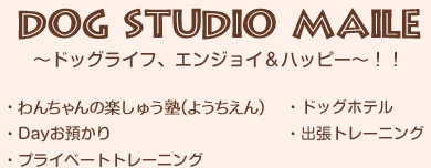 DOG STUDIO MAILE