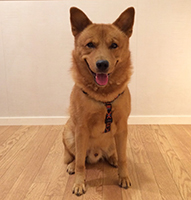愛犬:仁君