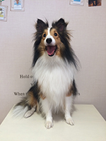 愛犬:テオ君
