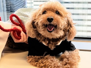愛犬:ナッツ