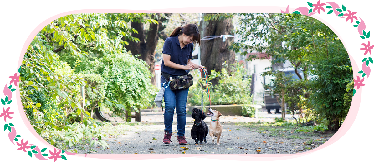 愛犬と人が楽しく学ぶ を大切にした 犬のしつけ教室 ドッグ スタジオ マイレです 東京 世田谷にある犬の楽しゅう塾