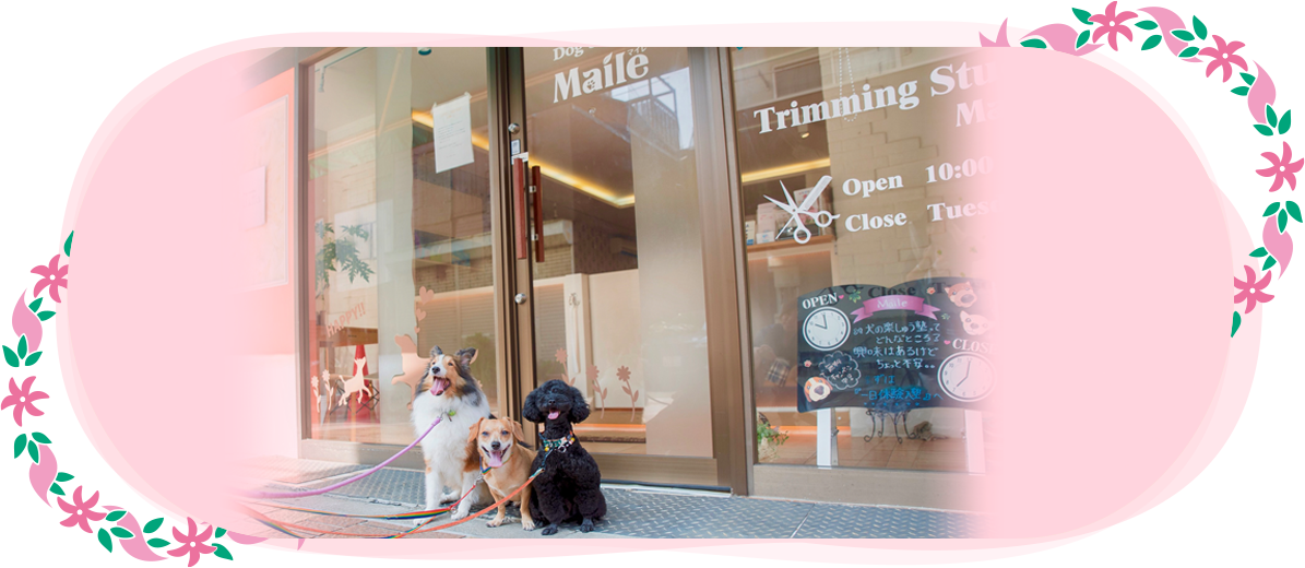 Dog Studio Maile（ドッグ　スタジオ　マイレ）