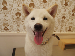 お名前:ルナちゃん❤柴犬