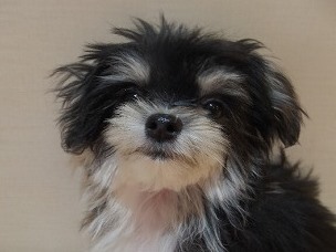 リビちゃん♡チワワ×マルチーズ
