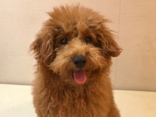 まりりんちゃん♡トイプードル