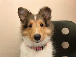 チャロくん☆シェットランドシープドッグ