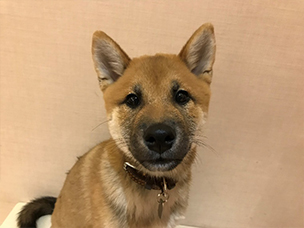 お名前:ふー太くん☆柴犬