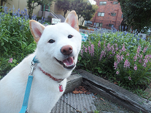 お名前:風太くん☆柴犬