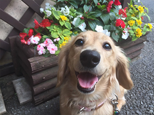 お名前:ここちゃん❤カニンヘンダックスフンド